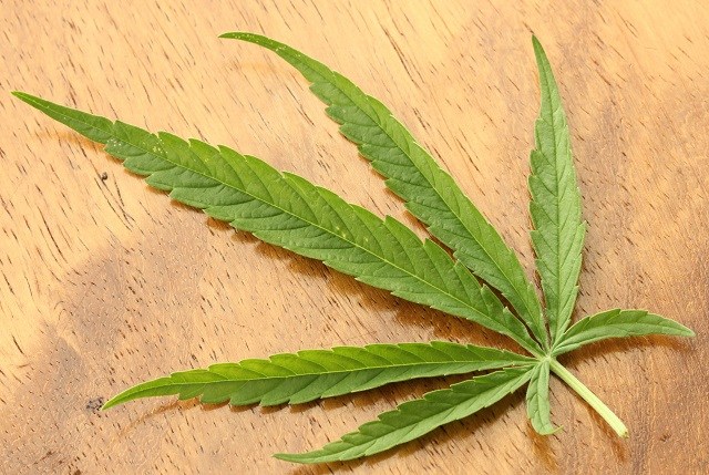 Cannabis_sativa_leaf